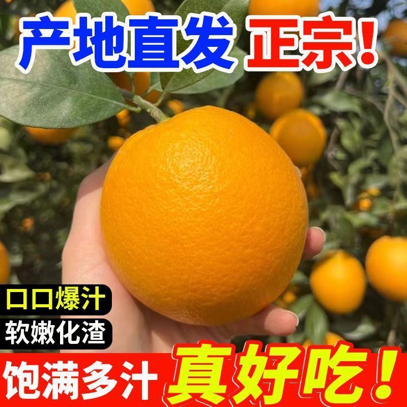 【赣州铜仁两仓发货】赣南赣县脐橙【一件代发可指定仓】