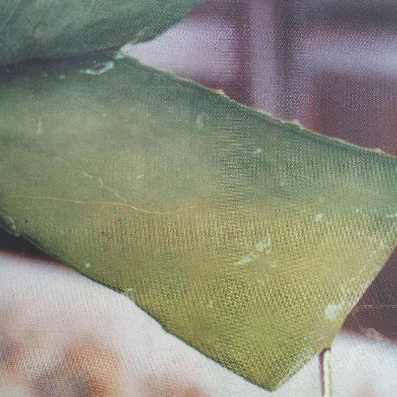 库控拉索大芦荟