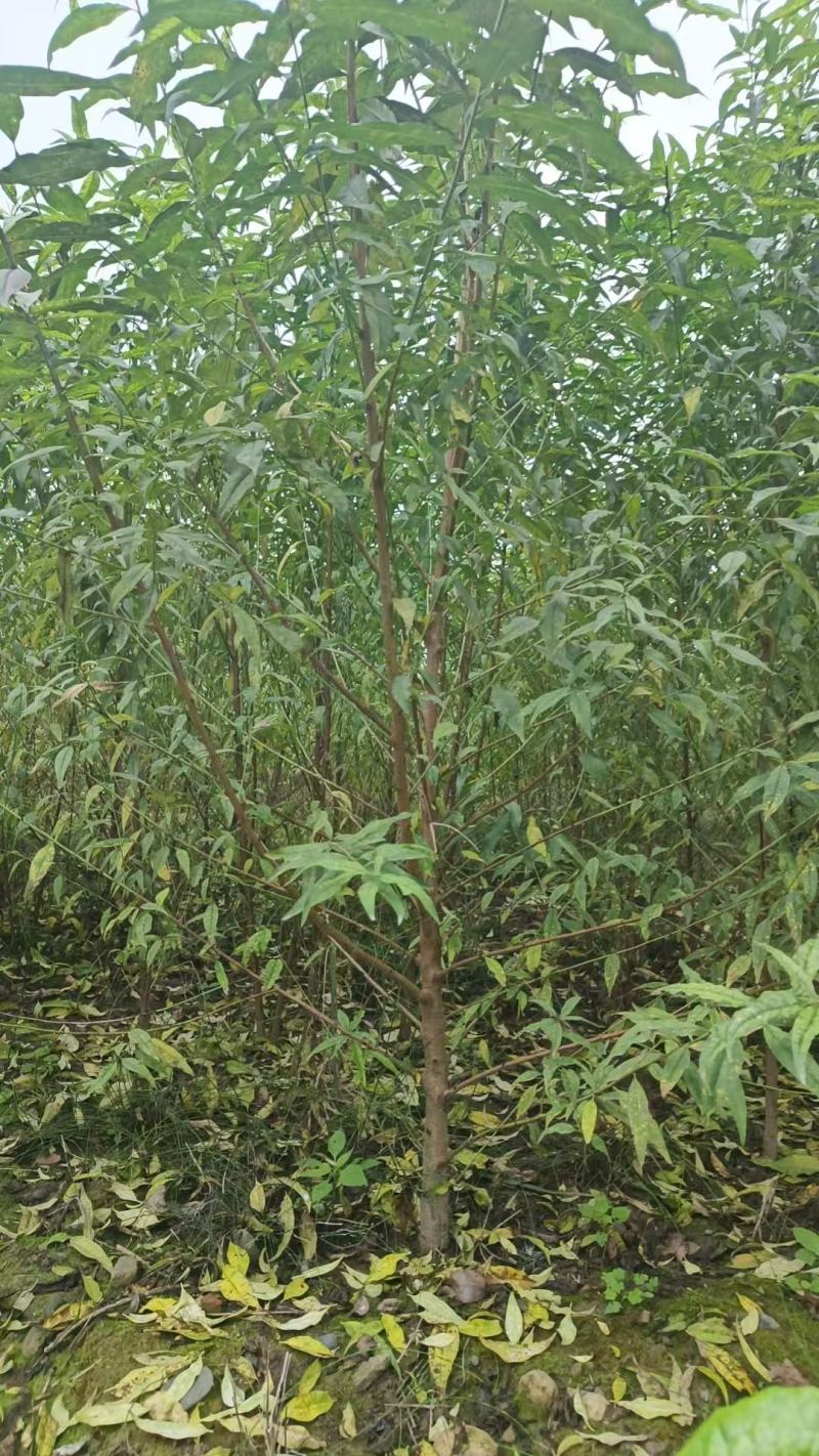 1—3公分毛桃实生苗，可以视频看货，有需要的联系。