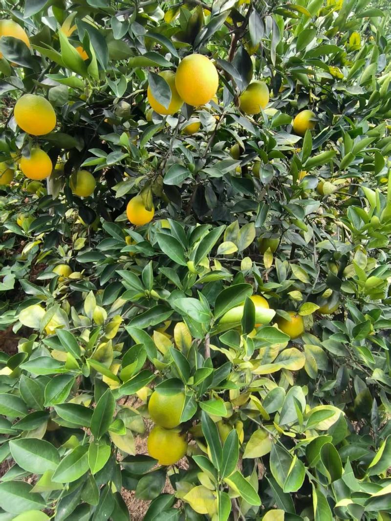 新鲜农家橙子寻找批发商
