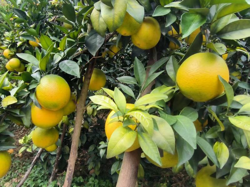 新鲜农家橙子寻找批发商