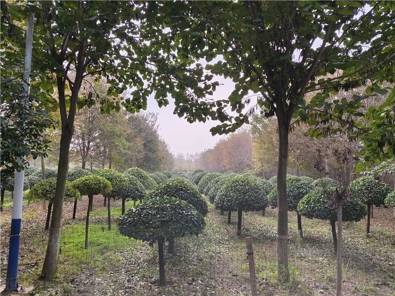 卫矛球品质保证服务周到产地直发价格美丽