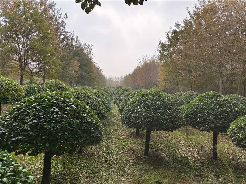 卫矛球品质保证服务周到产地直发价格美丽