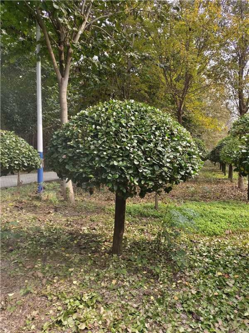 卫矛球品质保证服务周到产地直发价格美丽