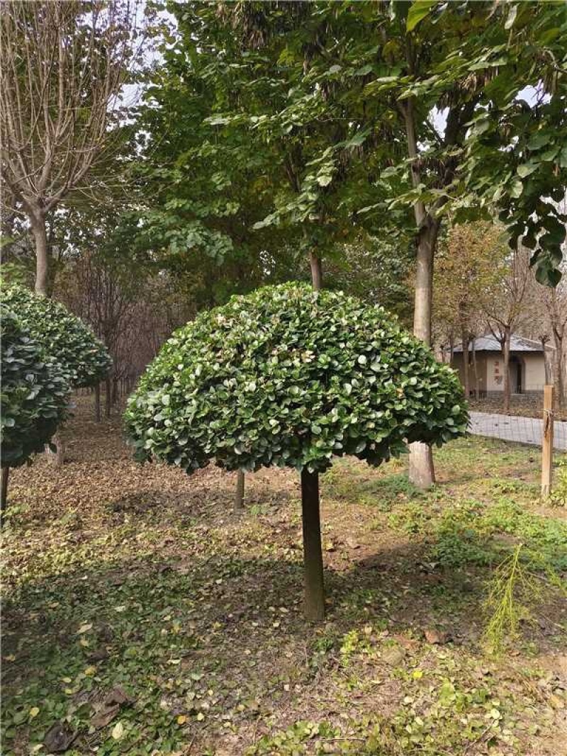 卫矛球品质保证服务周到产地直发价格美丽