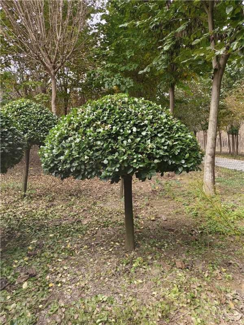 卫矛球品质保证服务周到产地直发价格美丽