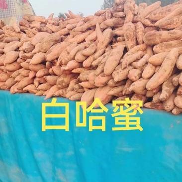 哈蜜西瓜红龙九烟薯大量现货一手货源并有专业团队为你服务