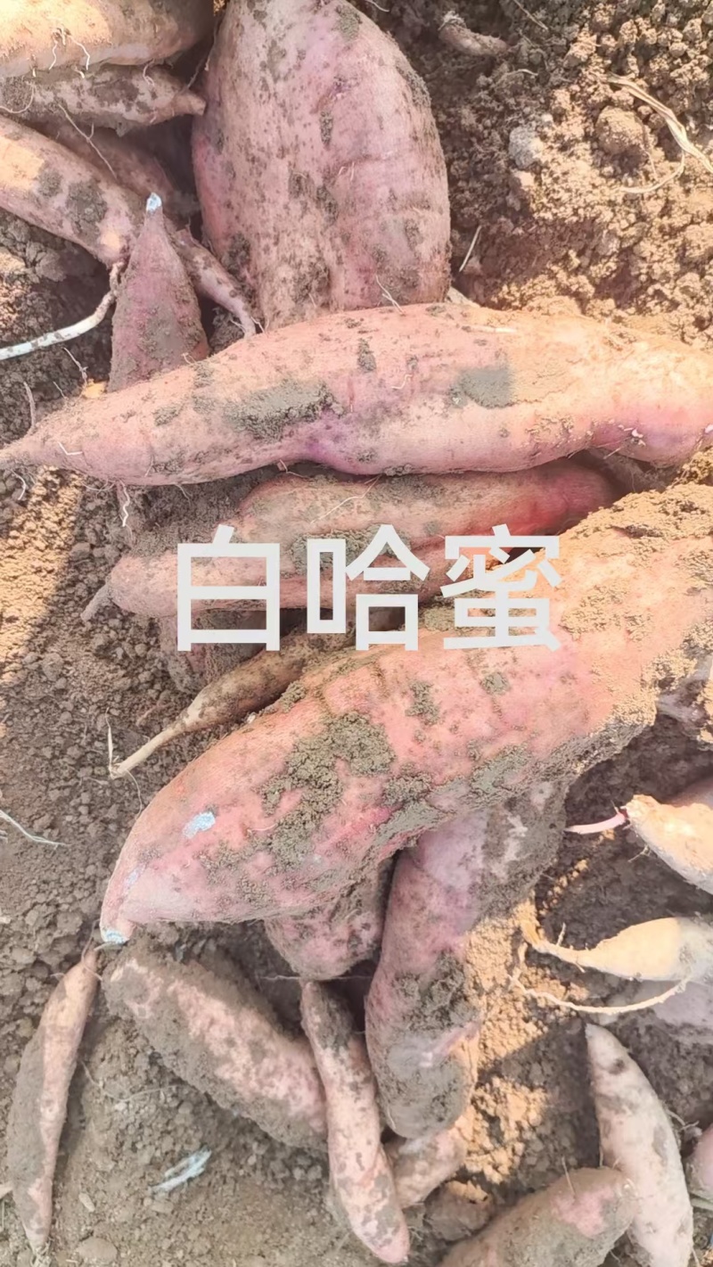 哈蜜西瓜红龙九烟薯大量现货一手货源并有专业团队为你服务