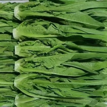 河北精品油麦菜保质保量量大从优可视频看货欢迎咨询