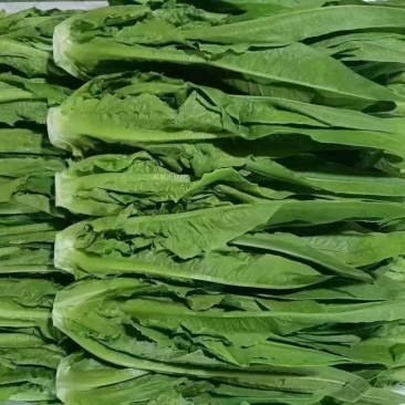 河北精品油麦菜保质保量量大从优可视频看货欢迎咨询
