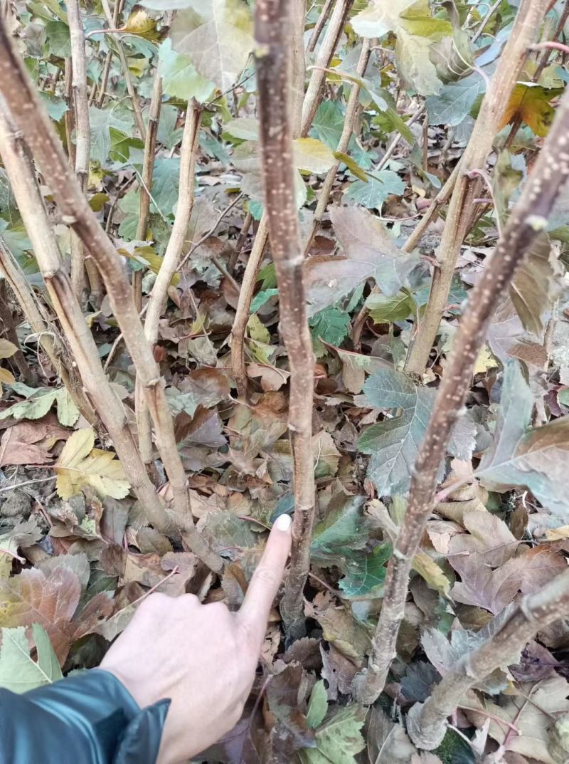 大金星山楂苗