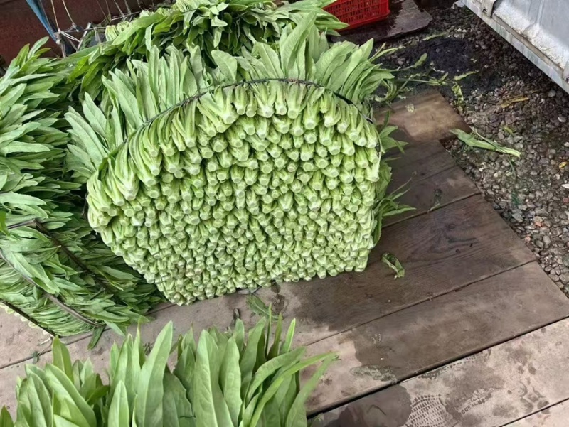 河北精品油麦菜保质保量量大从优可视频看货欢迎咨询