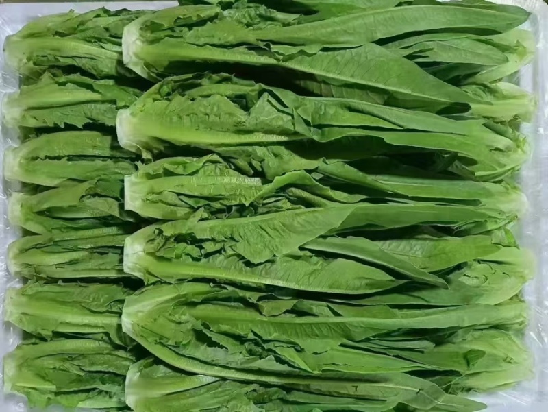 河北精品油麦菜保质保量量大从优可视频看货欢迎咨询