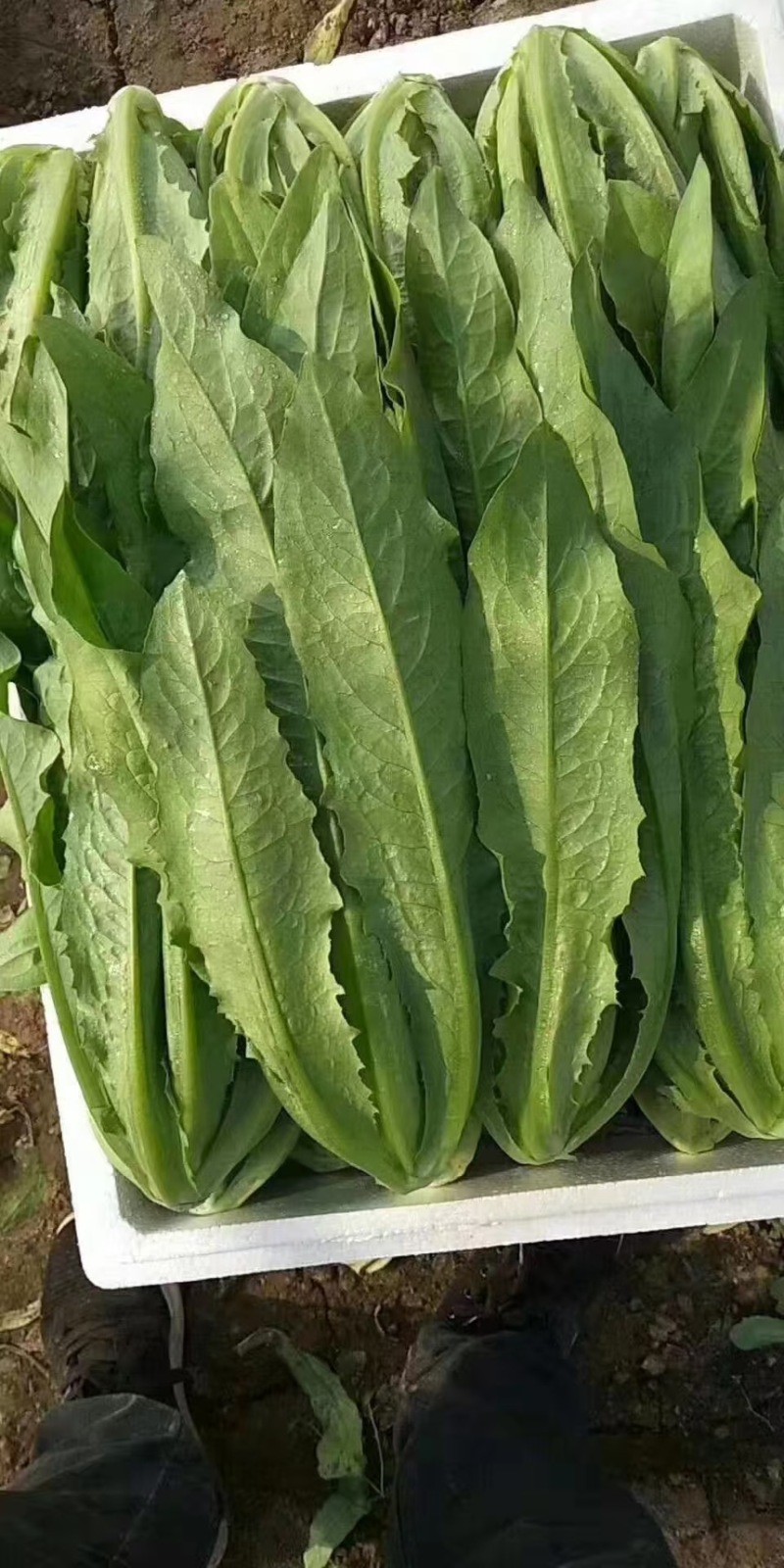 河北精品油麦菜保质保量量大从优可视频看货欢迎咨询