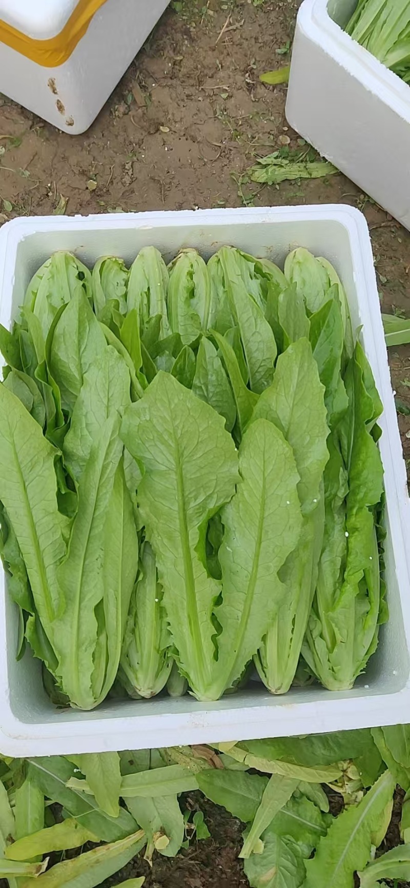 河北精品油麦菜保质保量量大从优可视频看货欢迎咨询