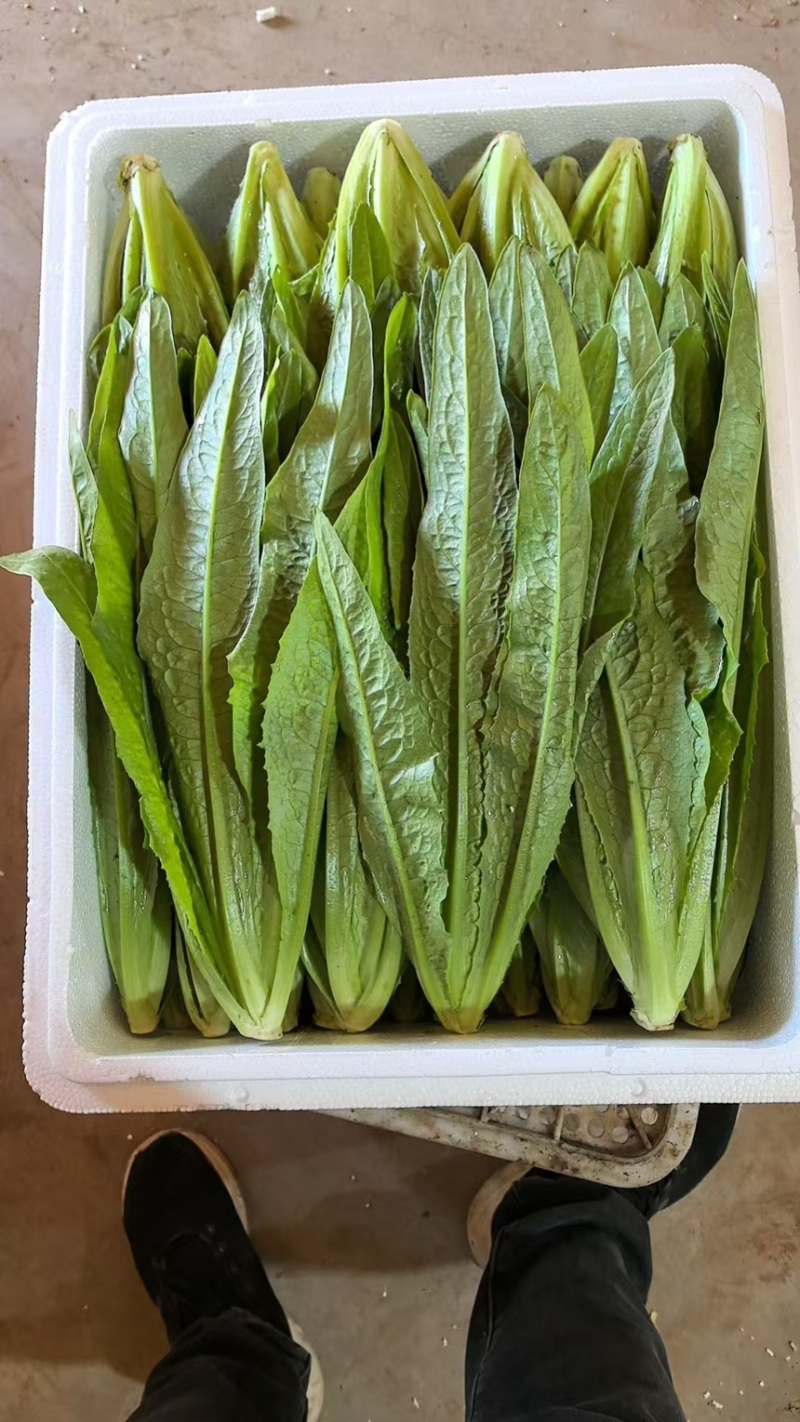河北精品油麦菜保质保量量大从优可视频看货欢迎咨询