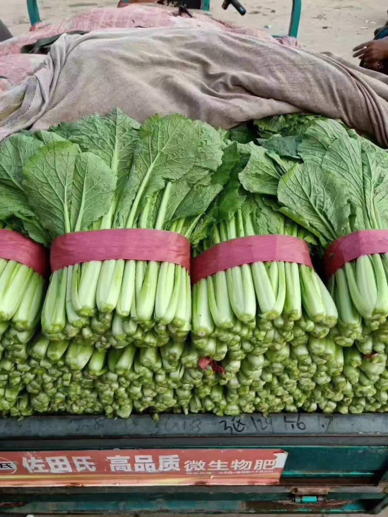 河北精品小白菜产地直发一手货源质量保证全国发货