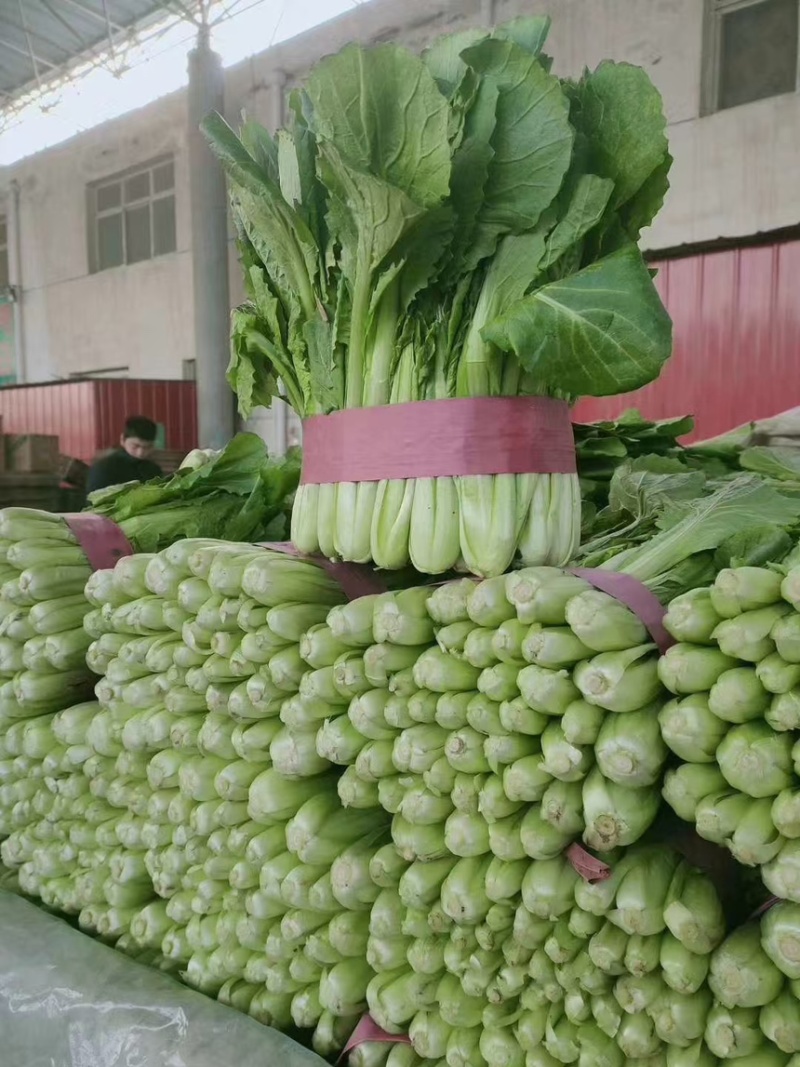 河北精品小白菜产地直发一手货源质量保证全国发货