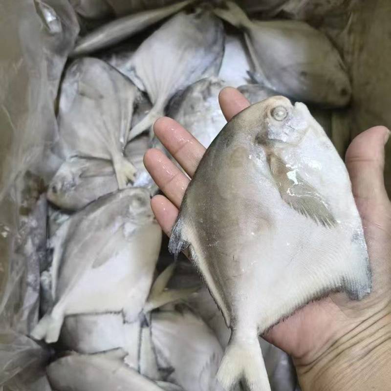二去银鲳鱼(去腮去内脏)山东腾惠将成为更多客户的选择