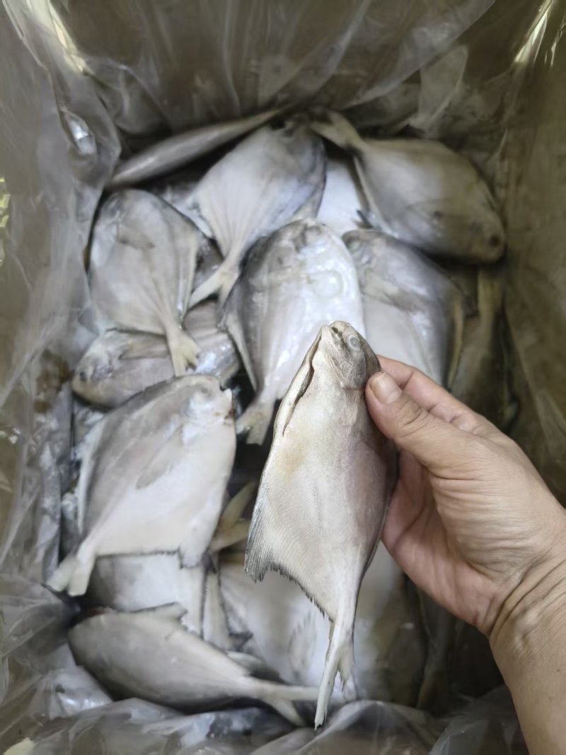 二去银鲳鱼(去腮去内脏)山东腾惠将成为更多客户的选择