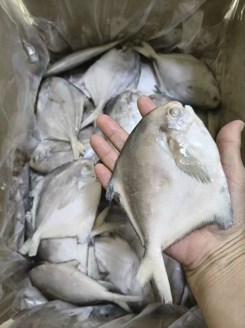 二去银鲳鱼(去腮去内脏)山东腾惠将成为更多客户的选择