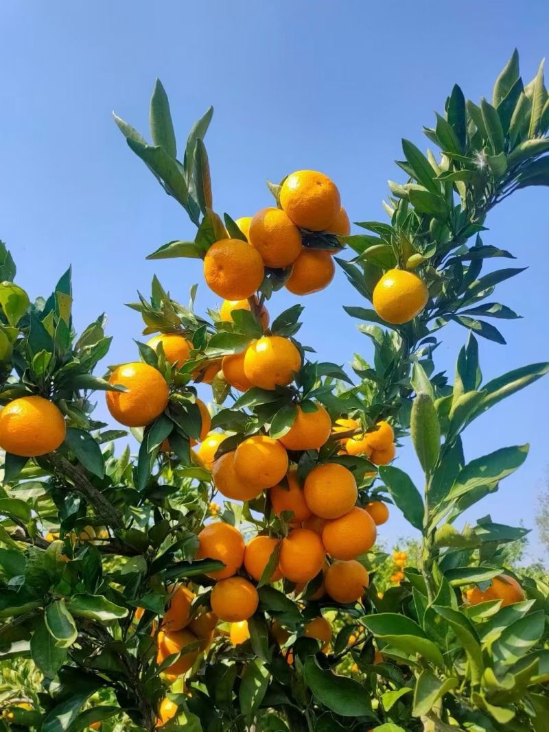 湖北小叶蜜橘皮薄多汁入口化渣货源充足