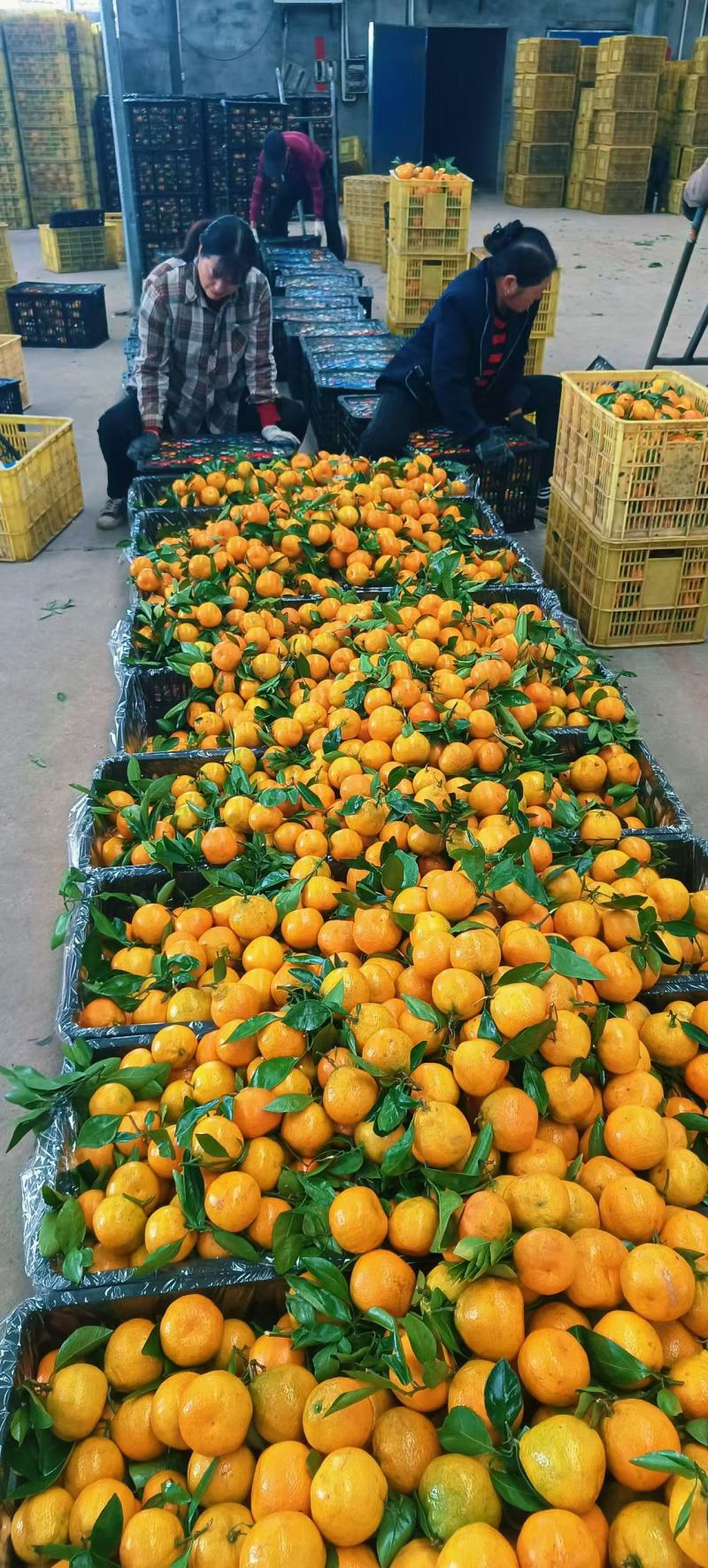 湖北小叶蜜橘皮薄多汁入口化渣货源充足