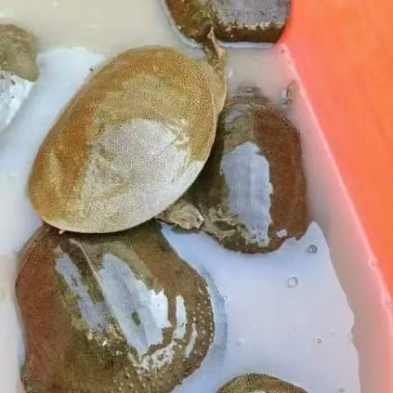 【精品】固始外塘生态甲鱼可视频看货货源充足欢迎联系
