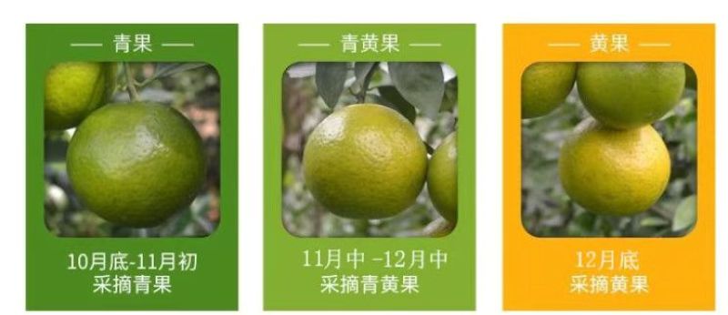 正宗广西武鸣皇帝柑