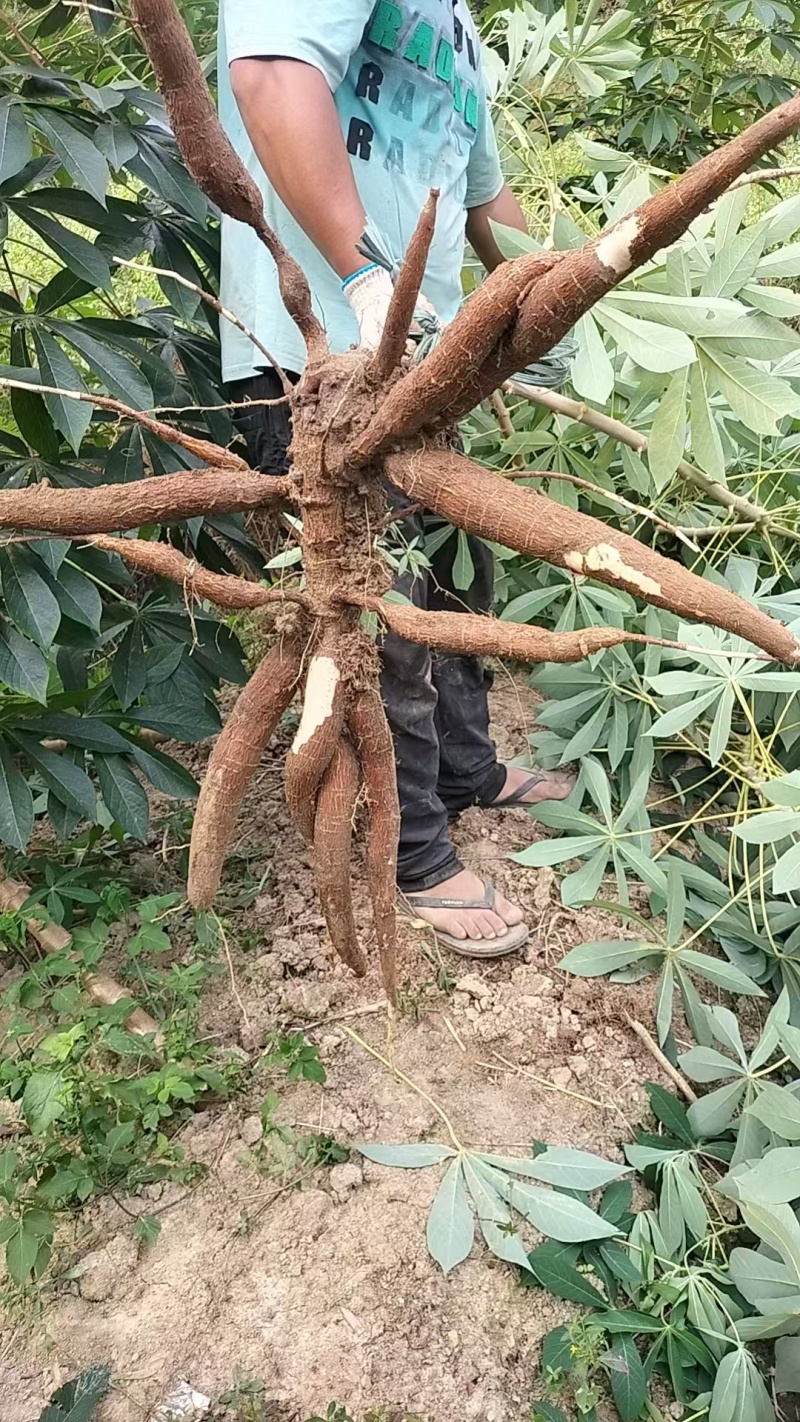华南九号黄心木薯货源充足量大从优质量保证欢迎咨询