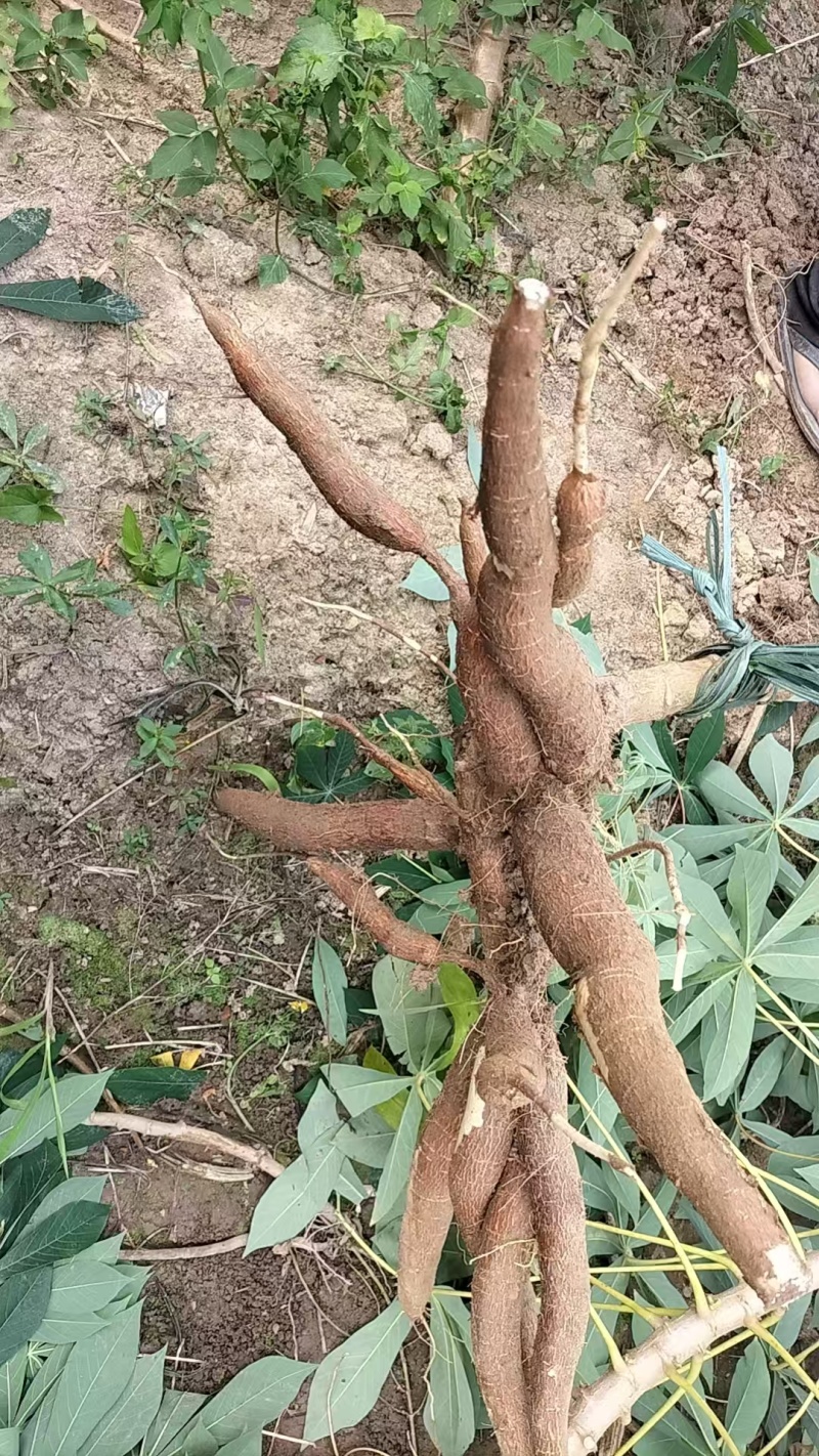 精品黄心木薯货源充足量大从优质量保证产地供应诚信经