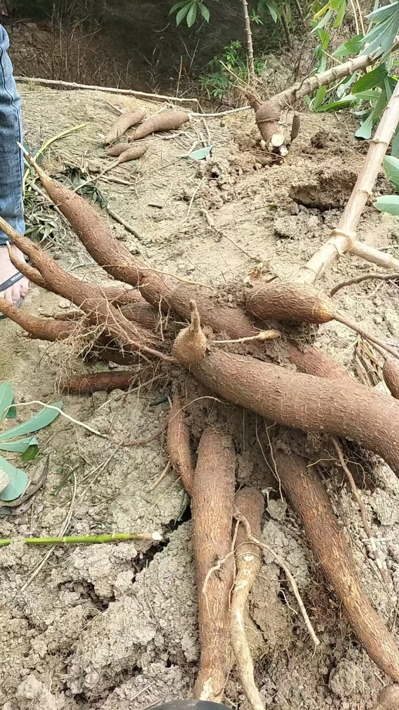 精品黄心木薯货源充足量大从优质量保证产地供应诚信经