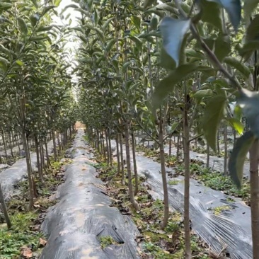 3公分苹果树