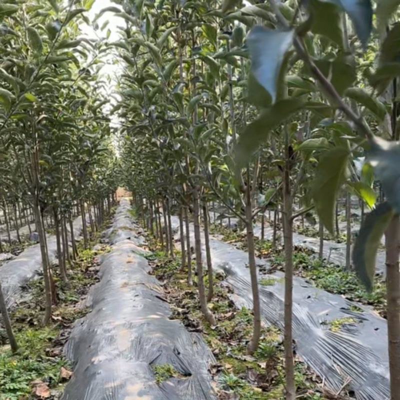 3公分苹果树