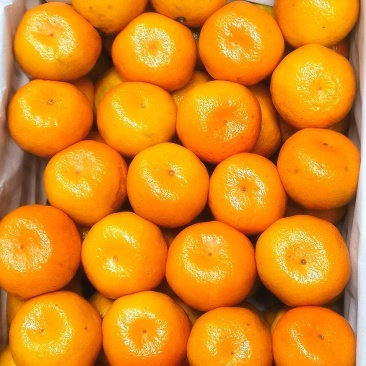 蜜橘早熟蜜橘对接全国电商平台社区团购市场供应质优价廉