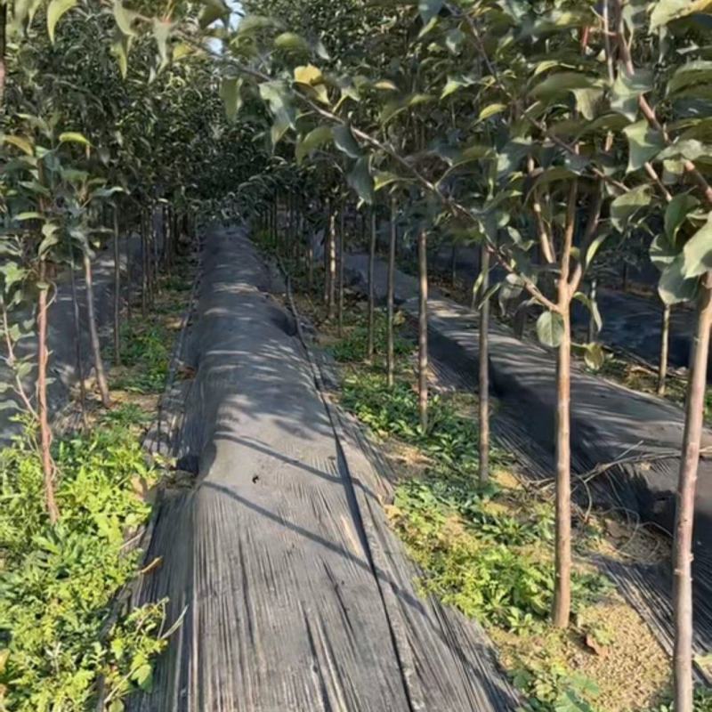 3公分鸡心果树