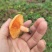 野生松菌
