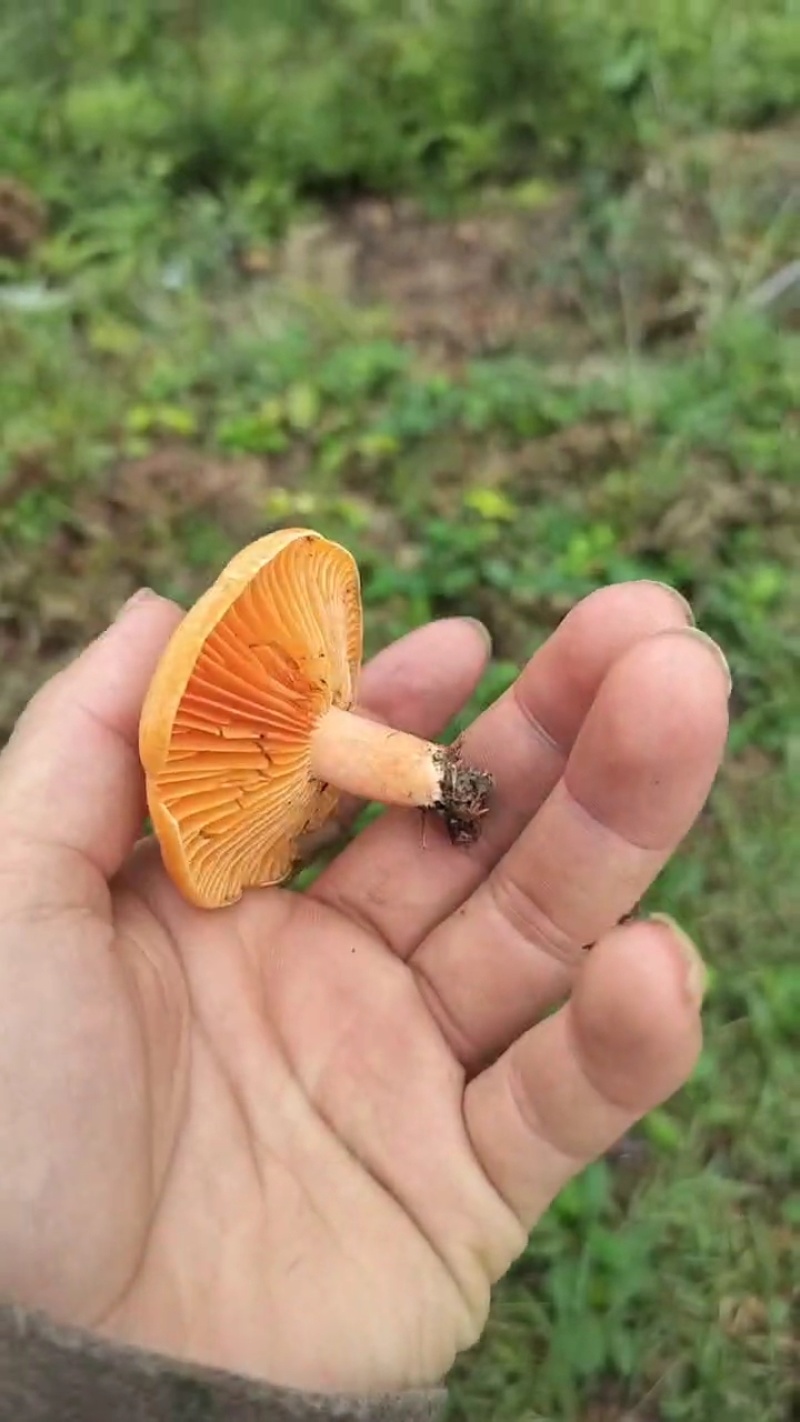 野生松菌