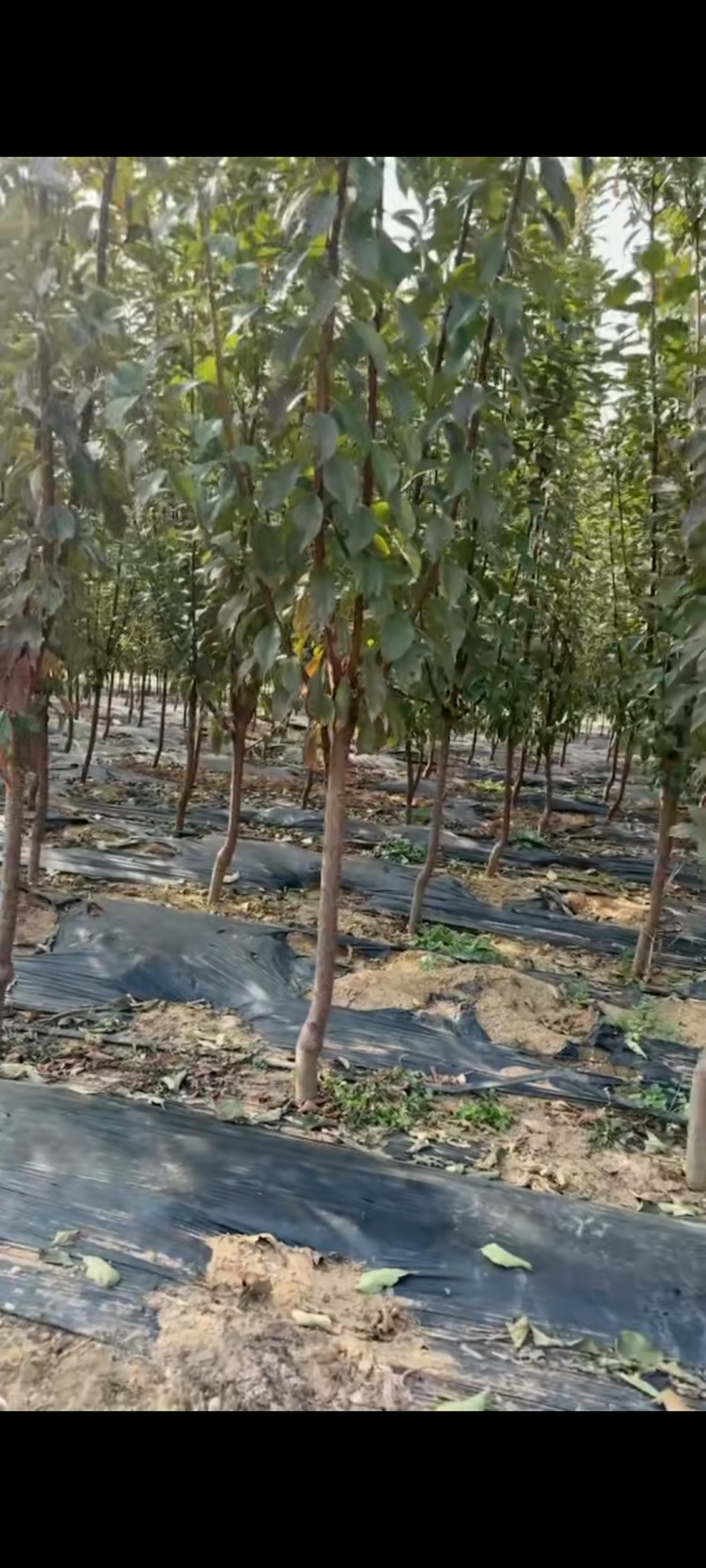 3公分李子树