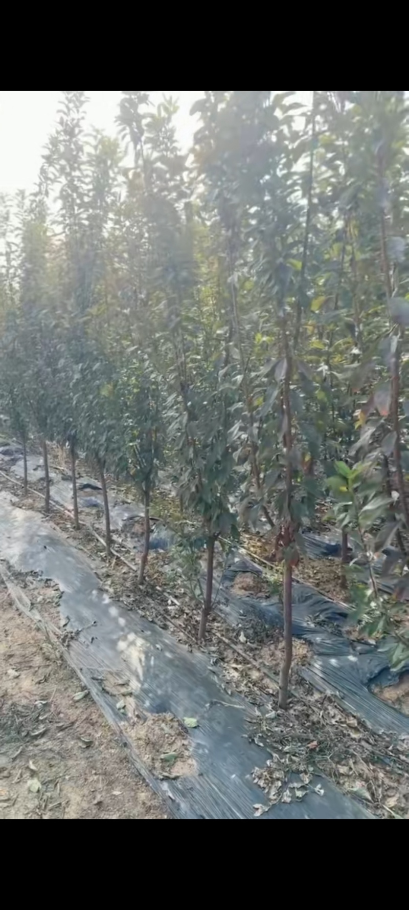 3公分李子树