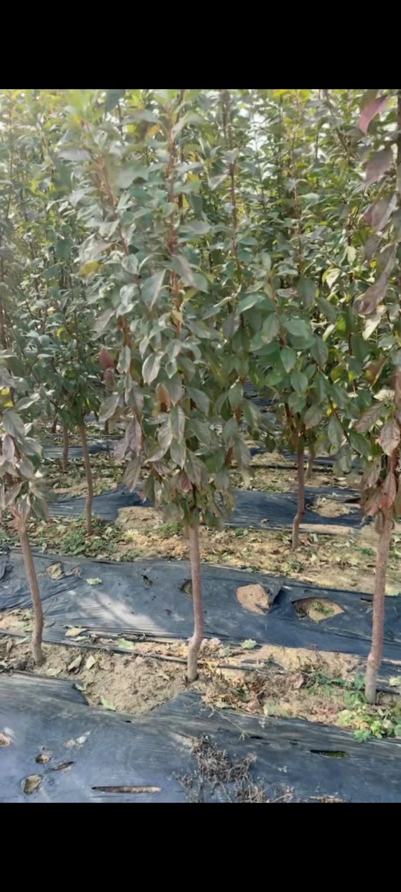 3公分李子树