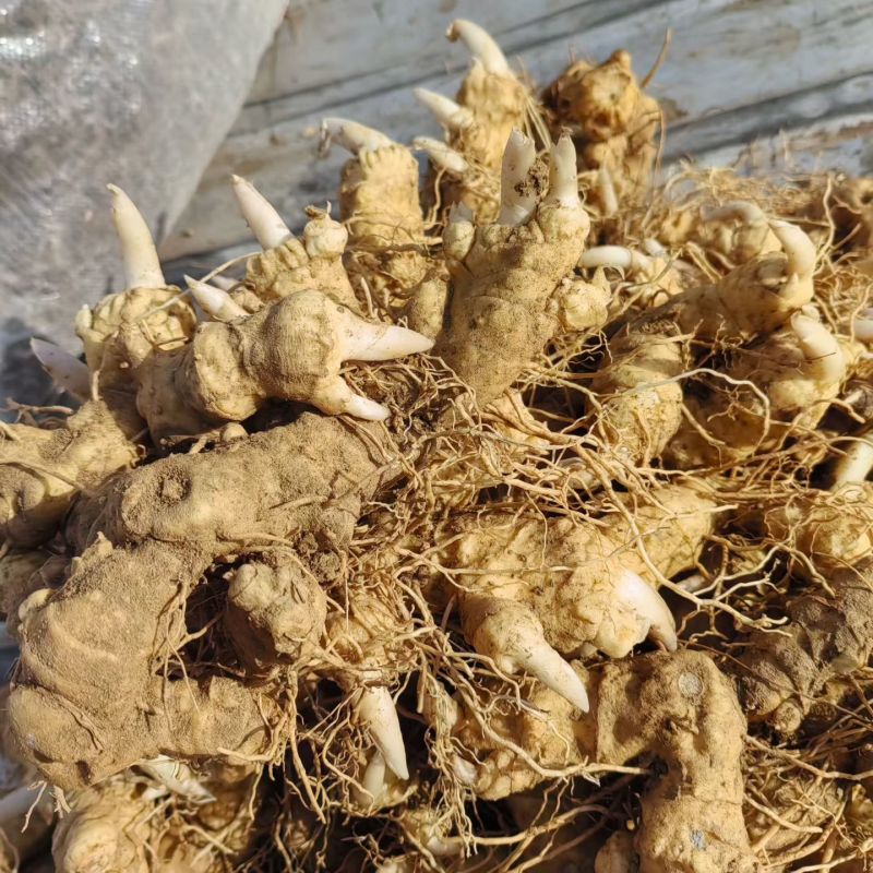 河南伏牛山松叶细叶姜形黄精鲜货种茎芽头通货选货味甜