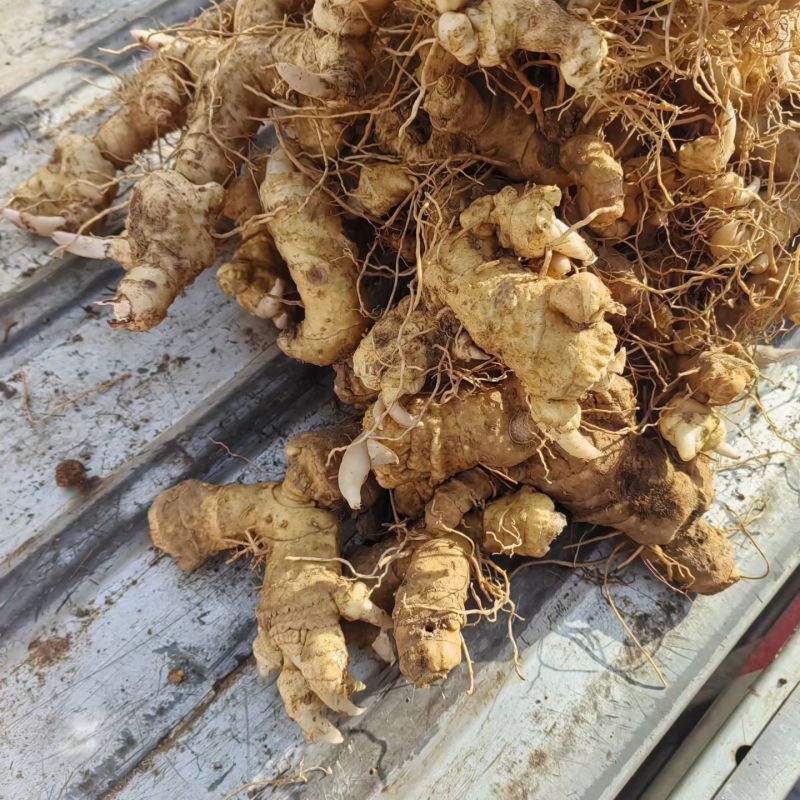 河南伏牛山松叶细叶姜形黄精鲜货种茎芽头通货选货味甜