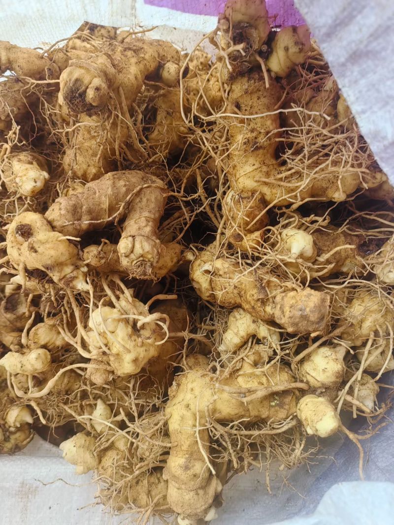 河南伏牛山松叶细叶姜形黄精鲜货种茎芽头通货选货味甜
