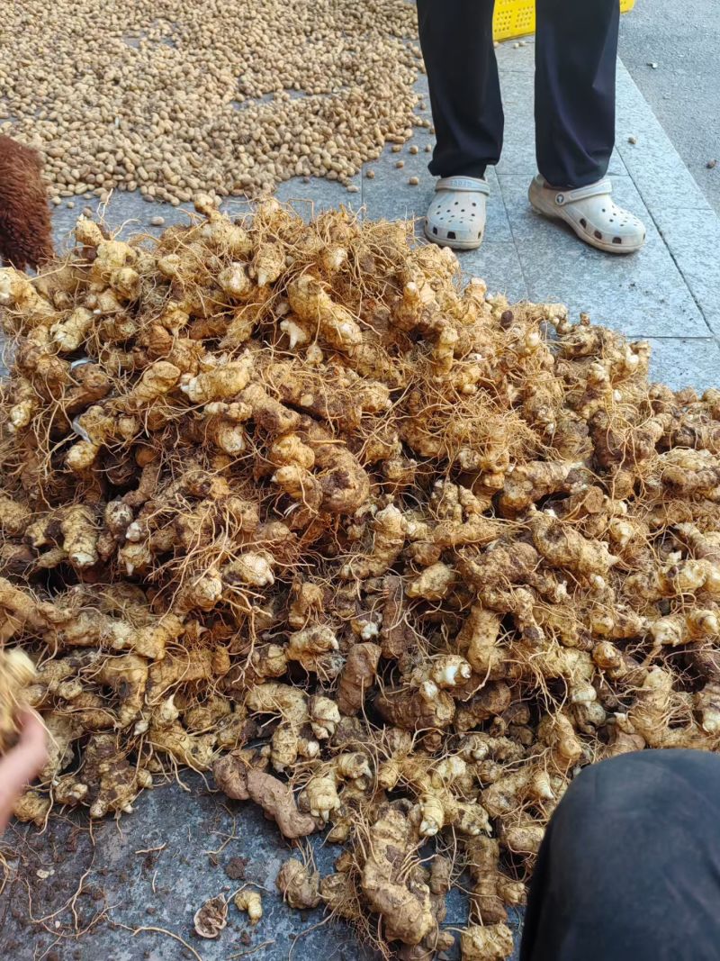 河南伏牛山松叶细叶姜形黄精鲜货种茎芽头通货选货味甜