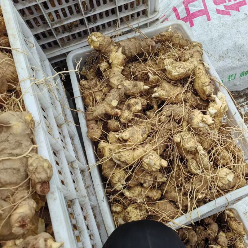 河南伏牛山松叶细叶姜形黄精鲜货种茎芽头通货选货味甜