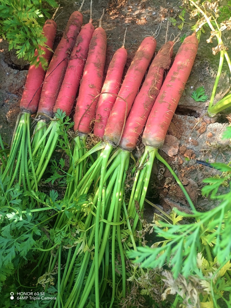 陕西大荔水果红萝卜