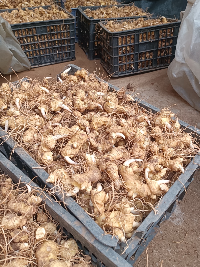 河南伏牛山松叶细叶姜形黄精鲜货种茎芽头通货选货味甜