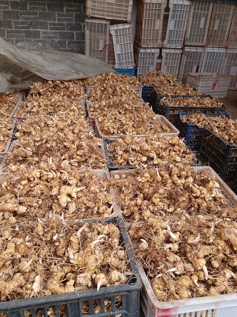 河南伏牛山松叶细叶姜形黄精鲜货种茎芽头通货选货味甜