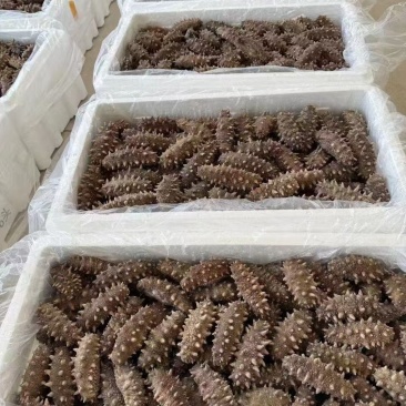 即食海参